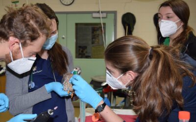 Marist Student Takes Part In Brookfield Zoo Internship